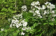 93 Bei fiori bianchi di Dentaria minore ( Cardamine bulbifera)